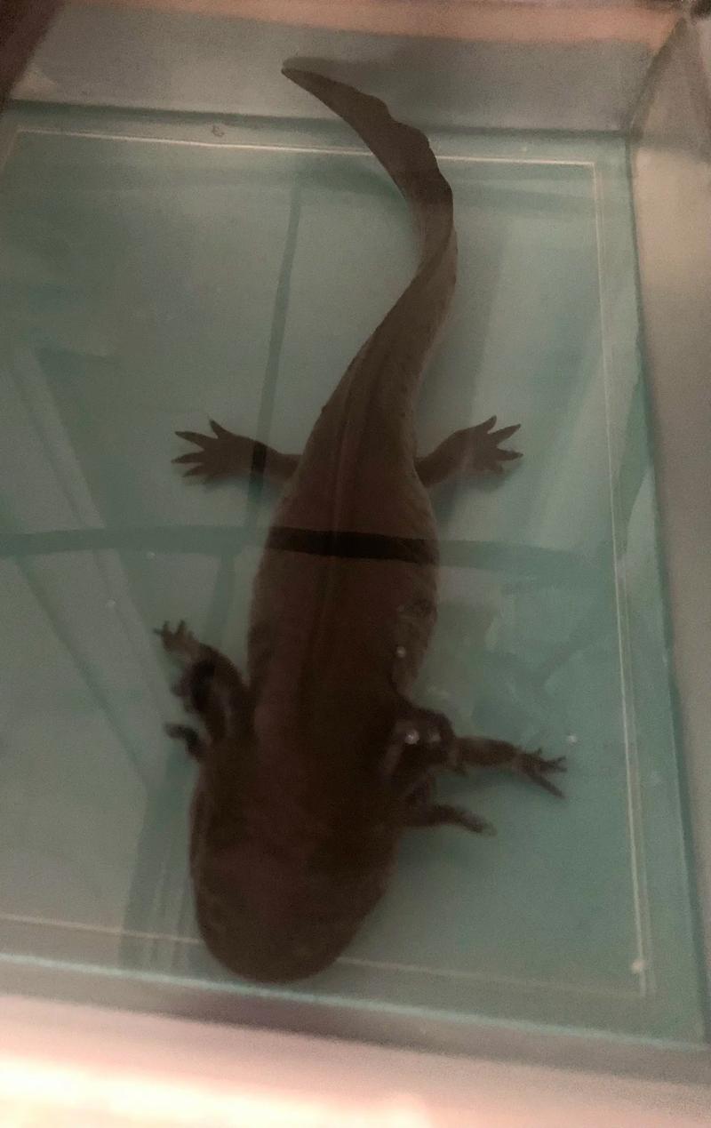 六角恐龙鱼能活多久_六角恐龙寿命10-20年,人工饲养可超28年 六角恐龙鱼能活多久_六角恐龙寿命10-20年,人工饲养可超28年