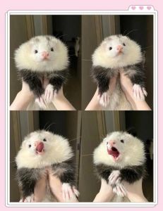 雪貂会抓老鼠吗_捕鼠能手，宠物新宠，饲养需注意！