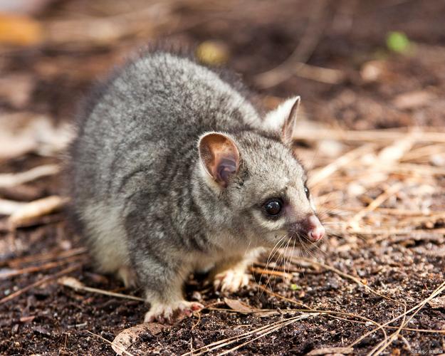 刷尾负鼠可以当宠物吗_保护与饲养争议 刷尾负鼠可以当宠物吗_保护与饲养争议