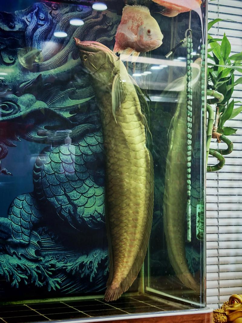 养银龙鱼的正确入缸方法_水喂混养技巧 养银龙鱼的正确入缸方法_水喂混养技巧