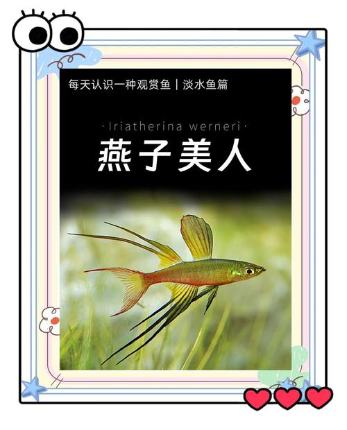 燕子美人鱼属于胸斧鱼科吗_名称特征及饲养要点 燕子美人鱼属于胸斧鱼科吗_名称特征及饲养要点