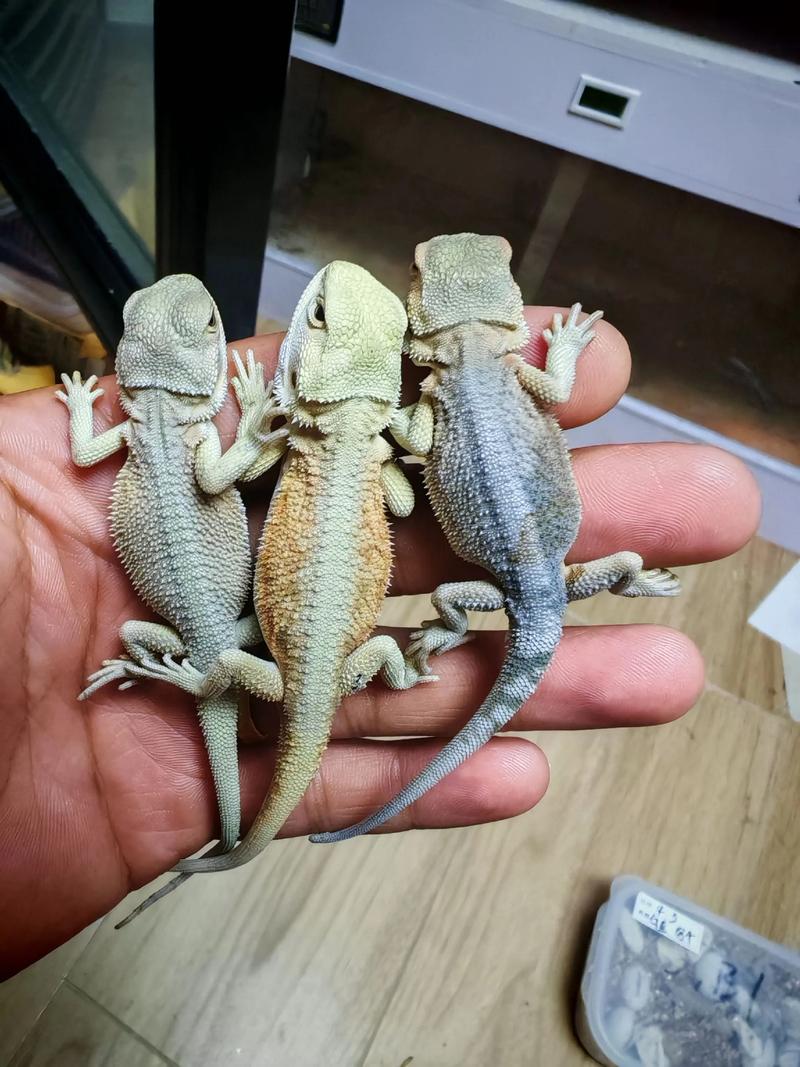 鬃狮蜥尾巴没完全断怎么办_鬃狮蜥断尾护理及预防指南 鬃狮蜥尾巴没完全断怎么办_鬃狮蜥断尾护理及预防指南