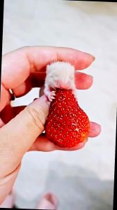 刚生下来的仓鼠宝宝吃什么_母乳到成年的饮食要点