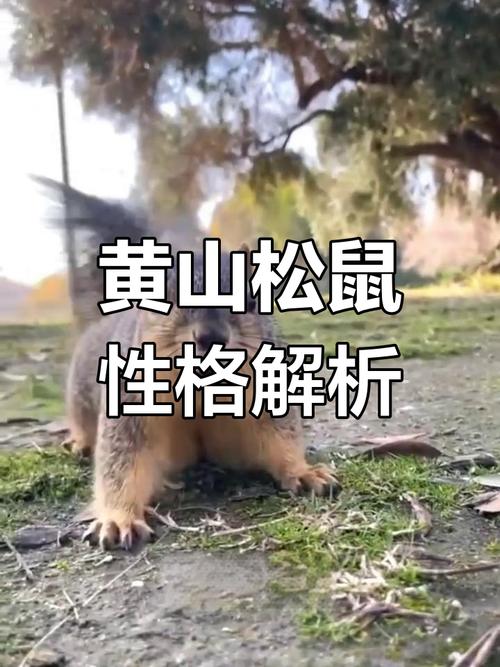 黄山松鼠公母哪个好养_公母松鼠难养程度相当,选哪个看个人喜好 黄山松鼠公母哪个好养_公母松鼠难养程度相当,选哪个看个人喜好