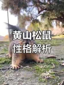 黄山松鼠公母哪个好养_公母松鼠难养程度相当，选哪个看个人喜好