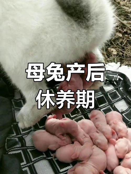 母兔产后5天配种_母兔产后12天配种好,公兔母兔体重达标,注意观察健康 母兔产后5天配种_母兔产后12天配种好,公兔母兔体重达标,注意观察健康