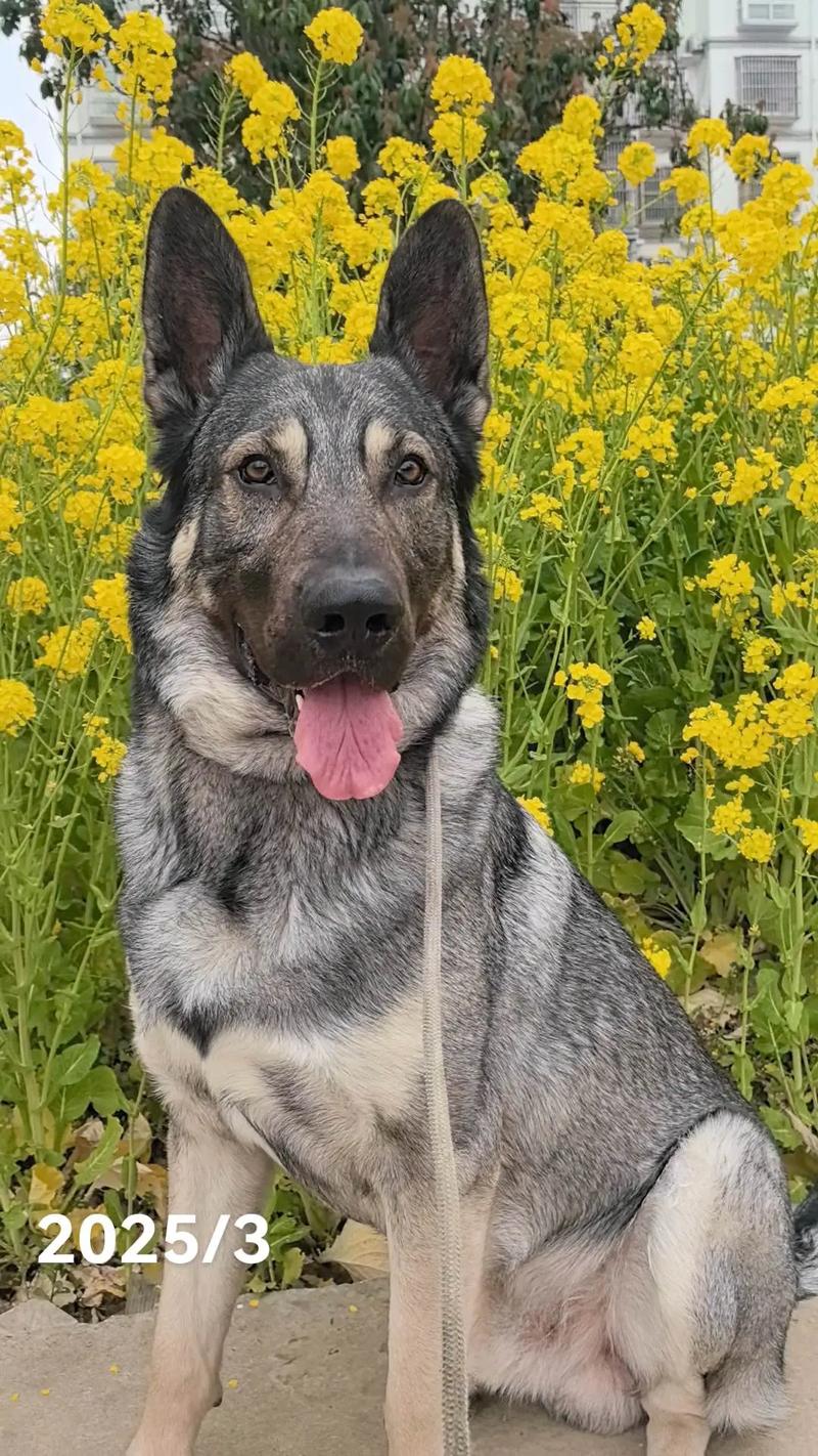 狼青犬的优点和缺点_威严帅气,忠诚勇敢,东北农村看家护院好帮手! 狼青犬的优点和缺点_威严帅气,忠诚勇敢,东北农村看家护院好帮手!