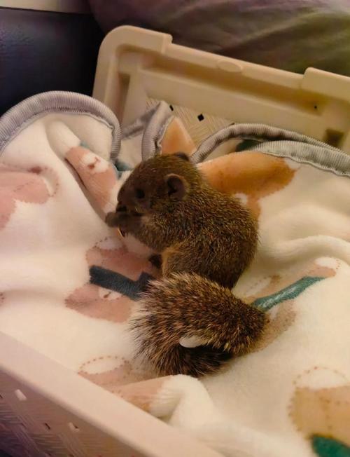 那种松鼠亲人好养不臭_养松鼠挑战多,上班族勿选,需耐心 那种松鼠亲人好养不臭_养松鼠挑战多,上班族勿选,需耐心