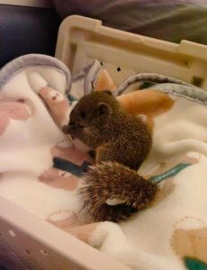 那种松鼠亲人好养不臭_养松鼠挑战多，上班族勿选，需耐心