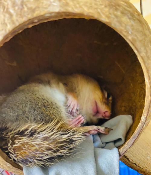 金花松鼠粘人吗_治愈系小宠物,互动需耐心,适合上班族 金花松鼠粘人吗_治愈系小宠物,互动需耐心,适合上班族