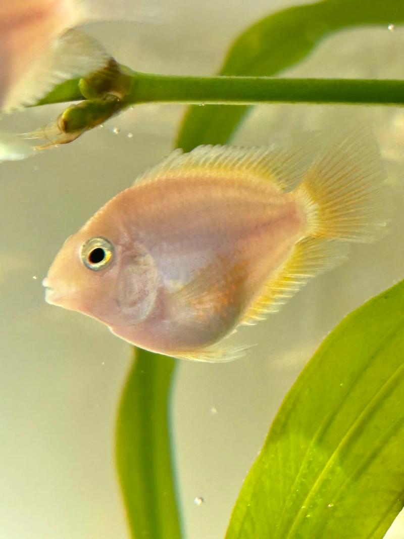 迷你鹦鹉鱼繁殖期_迷你鹦鹉鱼繁殖快,一年产10窝,如何控制繁殖? 迷你鹦鹉鱼繁殖期_迷你鹦鹉鱼繁殖快,一年产10窝,如何控制繁殖?