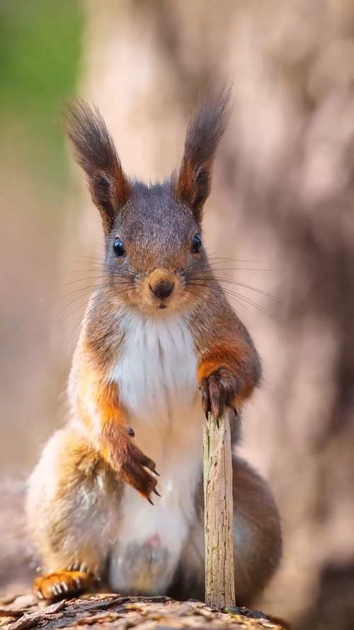 养雪地松鼠臭不臭_雪地松鼠体味轻?勤清洁少异味 养雪地松鼠臭不臭_雪地松鼠体味轻?勤清洁少异味