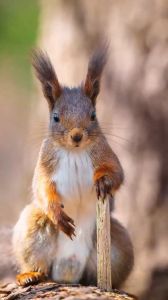养雪地松鼠臭不臭_雪地松鼠体味轻？勤清洁少异味