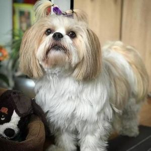 西施犬为什么叫死人犬_华美却娇气，养前必考虑！