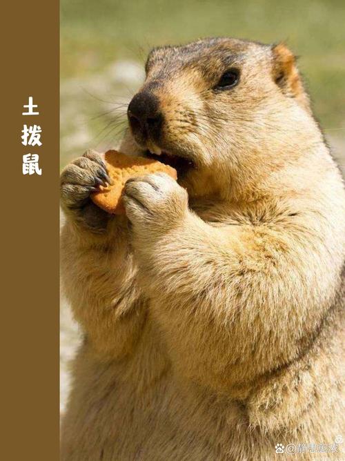 土拨鼠会认识主人吗_土拨鼠聪明吗?能认人吗? 土拨鼠会认识主人吗_土拨鼠聪明吗?能认人吗?