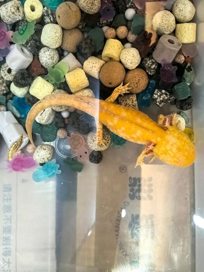 六角恐龙鱼有毒吗_呆萌六角恐龙,人工养一般不咬人,但需小心养护 六角恐龙鱼有毒吗_呆萌六角恐龙,人工养一般不咬人,但需小心养护