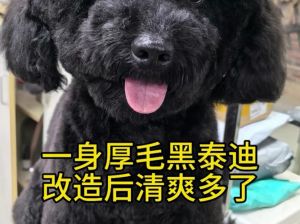 黑色的泰迪狗很稀有吗_不稀有但需勤打理，注意安全与健康