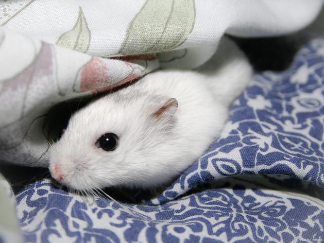 公认最聪明仓鼠第一名_仓鼠聪明又忠诚,会认人超可爱! 公认最聪明仓鼠第一名_仓鼠聪明又忠诚,会认人超可爱!