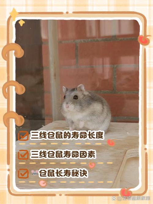 油菜籽种仓鼠能吃吗_哪些能吃哪些不能吃? 油菜籽种仓鼠能吃吗_哪些能吃哪些不能吃?