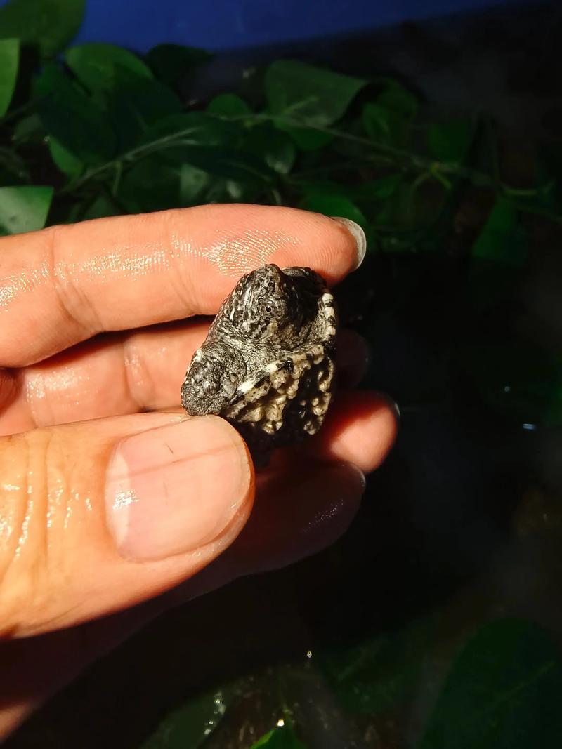 杂佛鳄龟生长速度对照表_生长快性格猛,饲养需空间安全 杂佛鳄龟生长速度对照表_生长快性格猛,饲养需空间安全