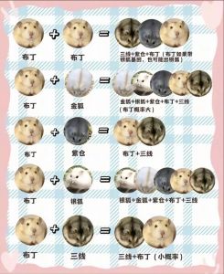 最温顺的仓鼠排名_粘人精仓鼠品种盘点，超萌超想互动！