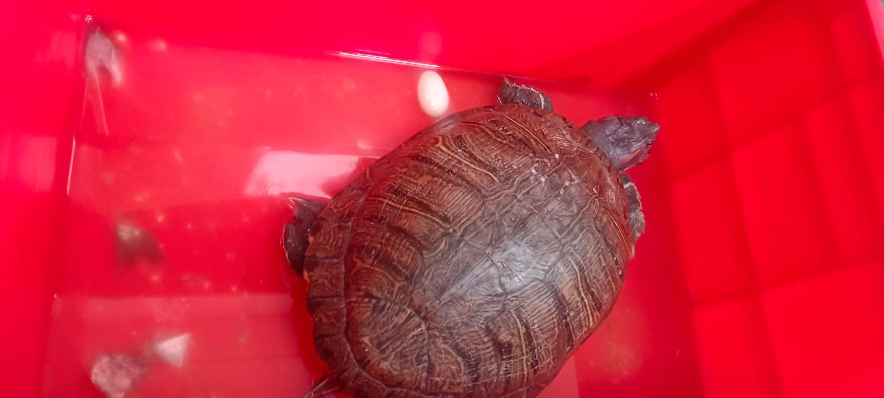 单独一只母乌龟会下蛋吗_母龟产未受精蛋正常,可作饲料,观察预判及时处理 单独一只母乌龟会下蛋吗_母龟产未受精蛋正常,可作饲料,观察预判及时处理