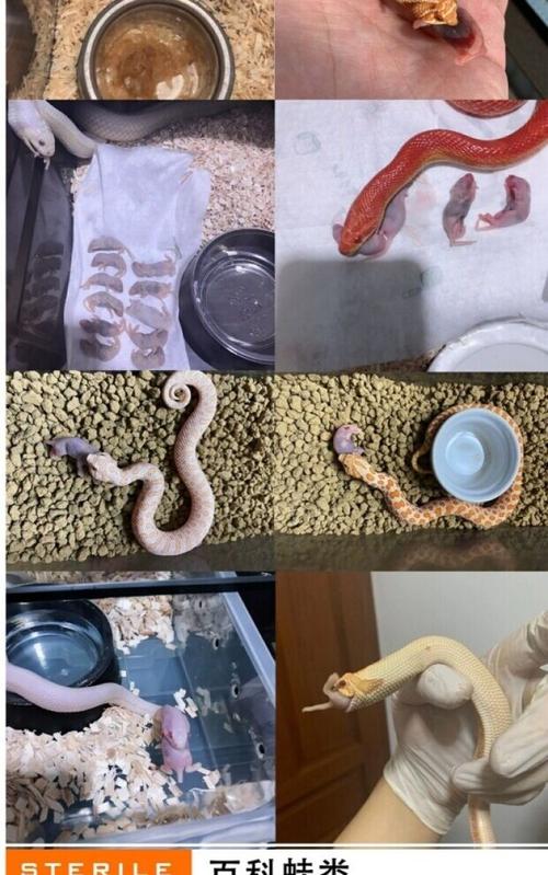 臭了的乳鼠可以喂蛇吗_喂宠物蛇乳鼠有风险 不推荐新手 臭了的乳鼠可以喂蛇吗_喂宠物蛇乳鼠有风险 不推荐新手