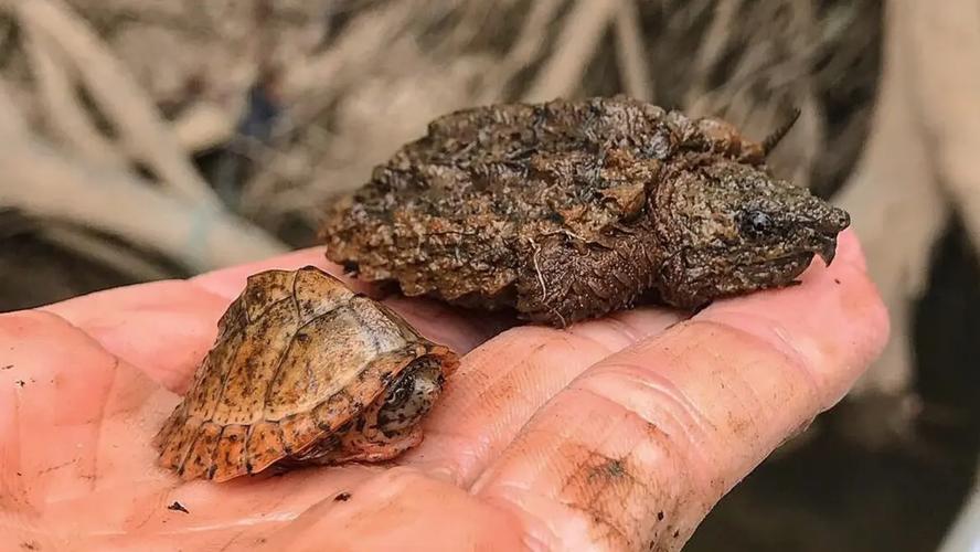 麝香龟和剃刀龟能繁殖吗_麝香龟剃刀龟能繁殖杂交后代更强壮 麝香龟和剃刀龟能繁殖吗_麝香龟剃刀龟能繁殖杂交后代更强壮