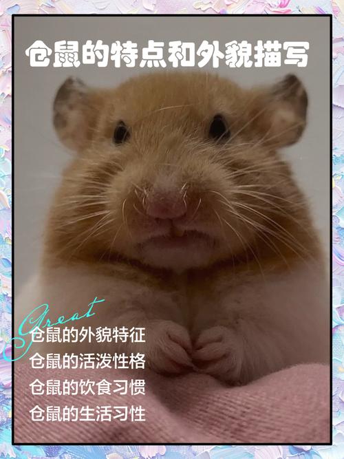 最粘人的仓鼠前十名_粘人仓鼠品种及养护小贴士 最粘人的仓鼠前十名_粘人仓鼠品种及养护小贴士