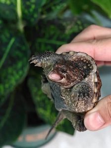 杂佛鳄龟生长速度对照表_生长快性格猛，饲养需空间安全