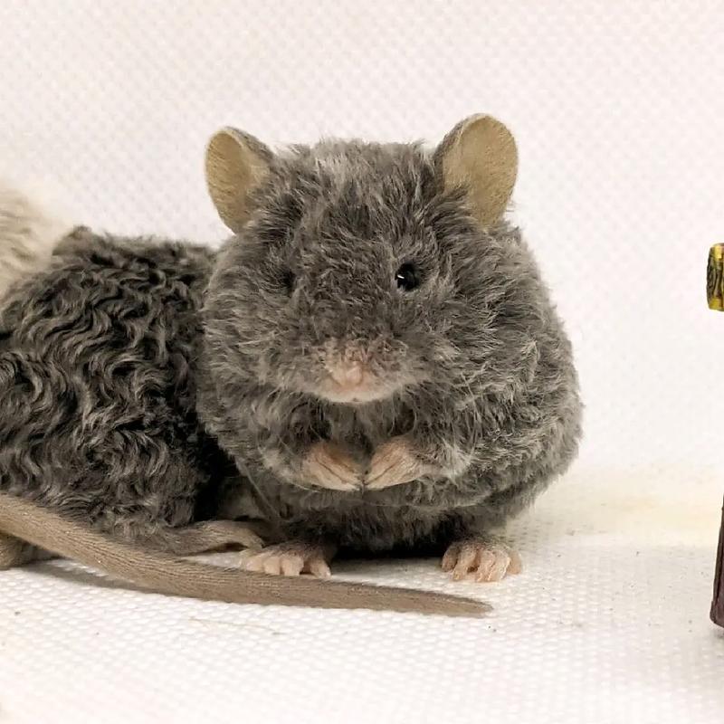 缎子鼠怎么养_籽粮为主,垫料无尘,耐心互动防压力 缎子鼠怎么养_籽粮为主,垫料无尘,耐心互动防压力