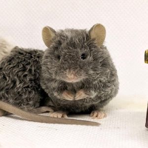 缎子鼠怎么养_籽粮为主，垫料无尘，耐心互动防压力