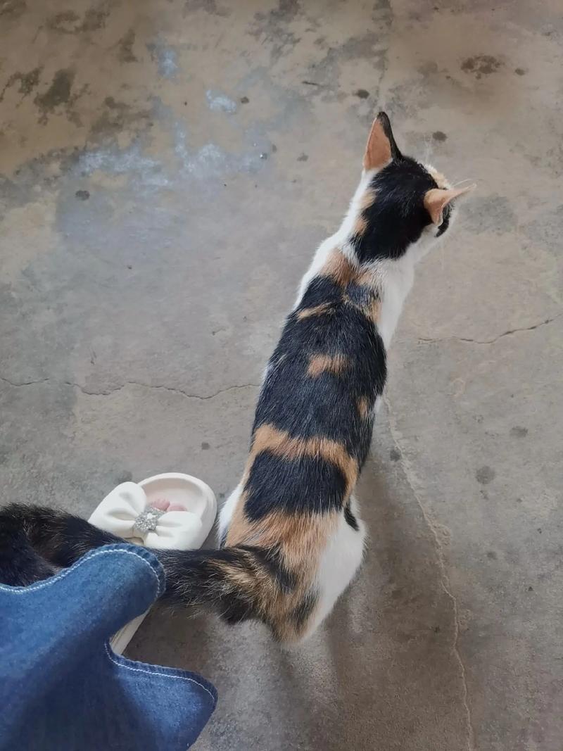 三花猫会抓老鼠吗_不挑食忠诚,健康好宠物 三花猫会抓老鼠吗_不挑食忠诚,健康好宠物