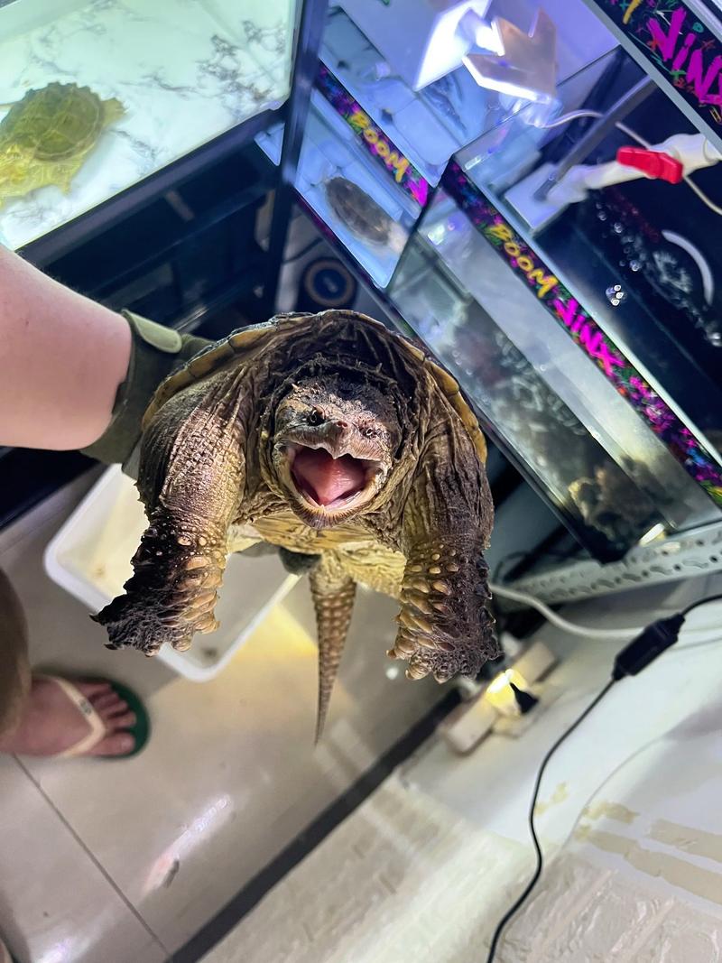 佛鳄龟怎么快速成长_佛鳄龟科学饲养,健康成长 佛鳄龟怎么快速成长_佛鳄龟科学饲养,健康成长