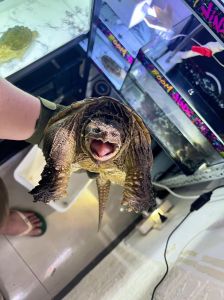 佛鳄龟怎么快速成长_佛鳄龟科学饲养，健康成长