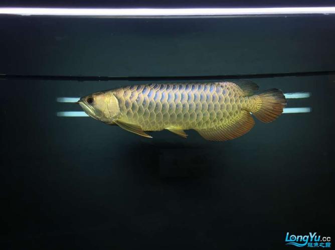 金龙鱼最佳水温_金龙鱼饲养温度体型调整,水质要求及喂食注意事项 金龙鱼最佳水温_金龙鱼饲养温度体型调整,水质要求及喂食注意事项