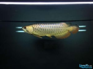 金龙鱼最佳水温_金龙鱼饲养温度体型调整，水质要求及喂食注意事项