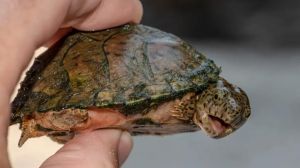 麝香龟和剃刀龟哪个贵_麝香龟200元好养，剃刀龟贵难养