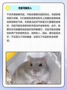 摸完仓鼠要洗手吗_摸完仓鼠要洗手，预防细菌感染