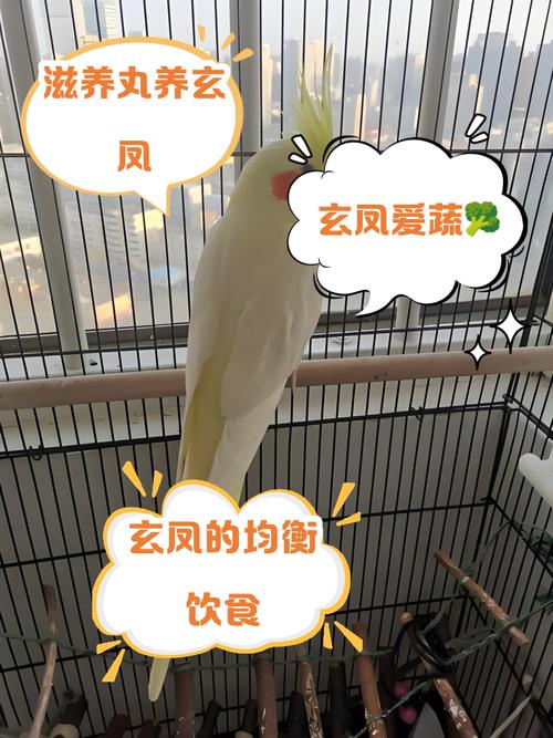 玄凤鹦鹉吃什么水果_玄凤吃水果好处多,亮羽增智强免疫 玄凤鹦鹉吃什么水果_玄凤吃水果好处多,亮羽增智强免疫