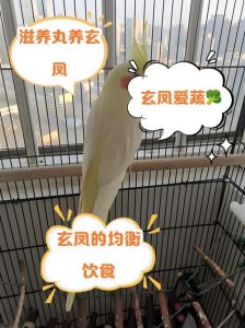 玄凤鹦鹉吃什么水果_玄凤吃水果好处多，亮羽增智强免疫