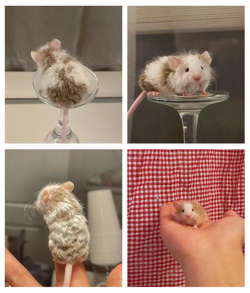 缎子鼠是哪一种鼠_温顺宠物鼠,家庭饲养好选择 缎子鼠是哪一种鼠_温顺宠物鼠,家庭饲养好选择