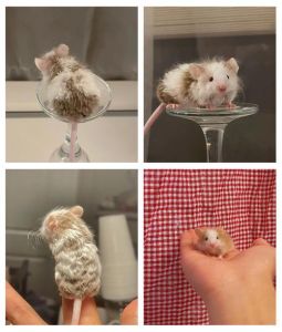 缎子鼠是哪一种鼠_温顺宠物鼠，家庭饲养好选择