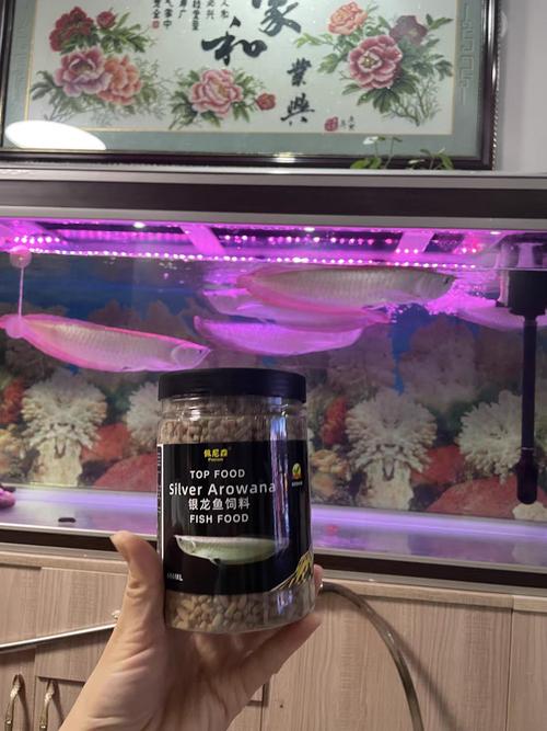 小银龙鱼的开口饲料_幼食小活食,成年肉食性,注意健康喂食 小银龙鱼的开口饲料_幼食小活食,成年肉食性,注意健康喂食