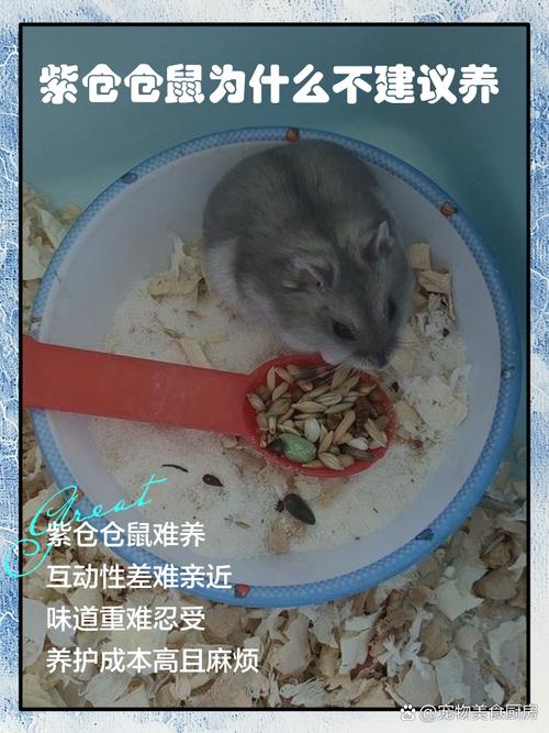 第一次养仓鼠后悔了_看似可爱却甜蜜负担 第一次养仓鼠后悔了_看似可爱却甜蜜负担