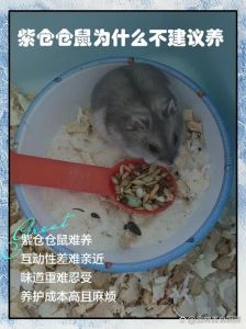 第一次养仓鼠后悔了_看似可爱却甜蜜负担