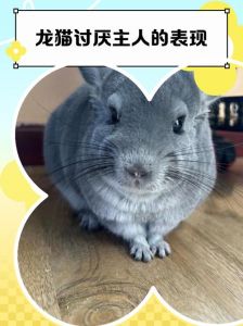 龙猫不喜欢主人的表现_拒绝亲近怎么办？