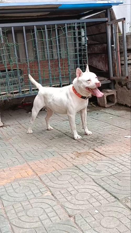 下司犬有什么优缺点_中国猎犬,忠诚勇敢好伙伴 下司犬有什么优缺点_中国猎犬,忠诚勇敢好伙伴