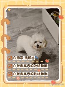 白色的泰迪叫什么品种_白色泰迪是贵宾犬，纯白毛需精心打理