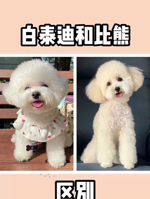 白色卷毛小狗和泰迪很像_白色卷毛小狗种类多,性格各异需细挑 白色卷毛小狗和泰迪很像_白色卷毛小狗种类多,性格各异需细挑